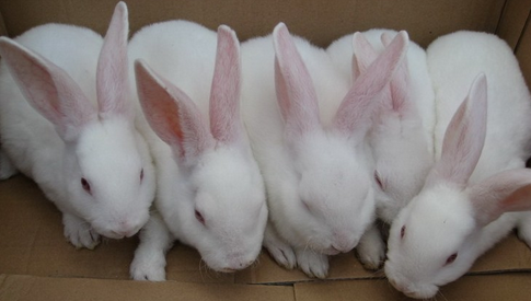 5组獭兔带来的脱贫致富新希望