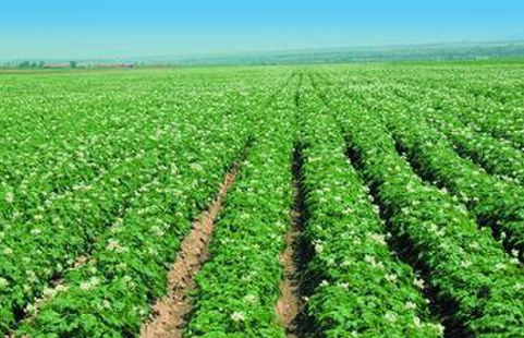 2016年山西马铃薯种植面积为274.22万亩，增势明显