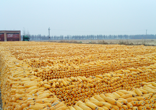 2016年玉米种植面积：甘肃张掖市甘州区60多万亩制种玉米丰收，产值达1.6亿元