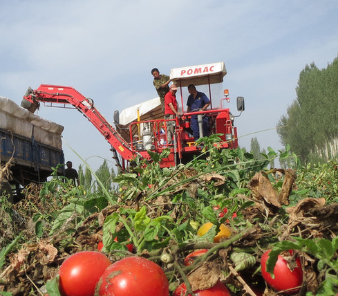 甘肃：高台县宣化镇番茄收获使用机械，大大提高收获效率