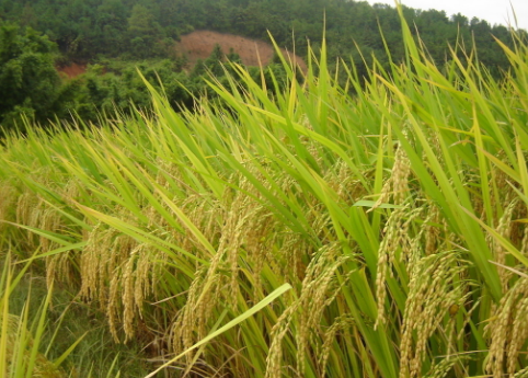 广西选育19个水稻新品种获得好评