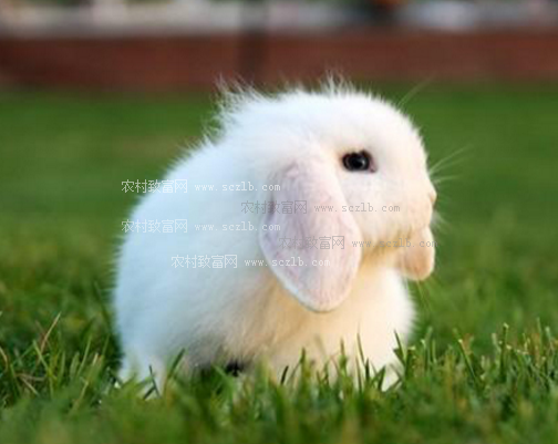 荷兰垂耳兔寿命是多长?影响垂耳兔寿命的因素