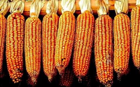 2016年国际玉米现货行情