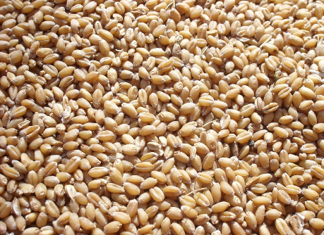 DEFRA：2016年英国小麦产量预计减少12%