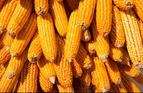 玉米今年的价格行情走势