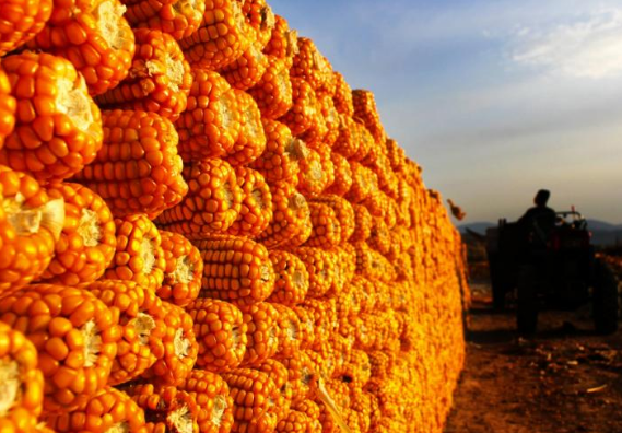 新疆特克斯县喀拉托海镇1.65万亩玉米喜获丰收