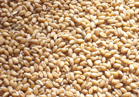 2016年小麦期货行情