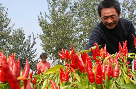 山西忻州市：没胆量就没产量，夫妻种植百亩辣椒“叩”开致富之门