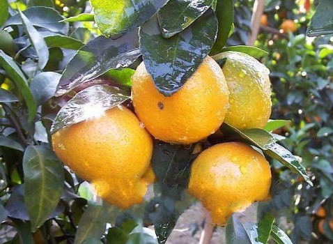 广西上思县：创办果场开富路，种植柑橙农户生活如果甜