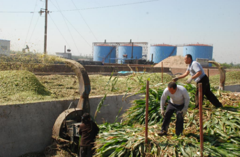 天津蓟州区积极开展玉米秸秆青贮工作
