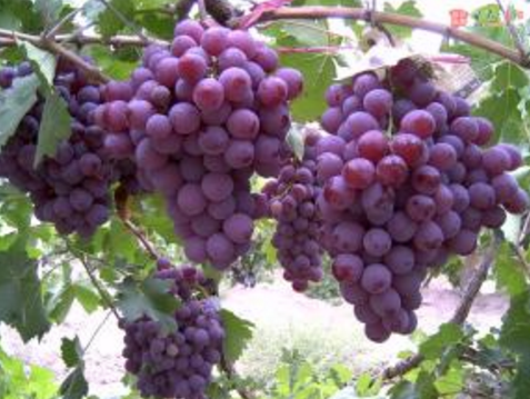 河北省饶阳县气象局调查需求，助力葡萄产业发展