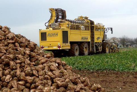 内蒙古化德县5万亩糖菜获丰收，创造产值1.2亿元