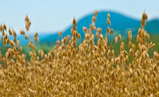 内蒙古察右中旗发展燕麦产业，实现产业化扶贫