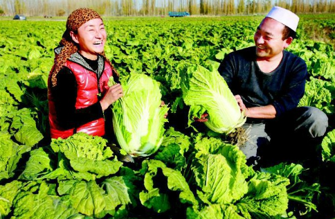 新疆兵团第四师六十三团80亩大白菜丰收