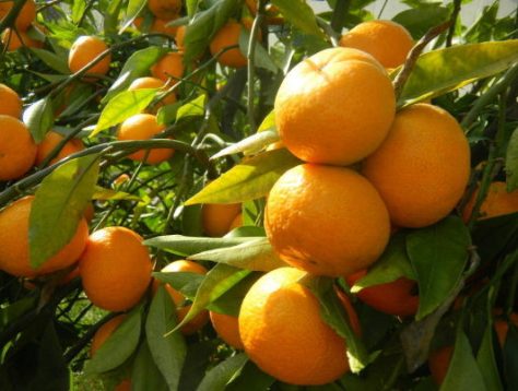 广西玉环：柑橘进入成熟采摘期，行情俏销