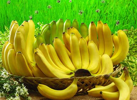 菲媒：菲律宾近期将向日本出口香蕉