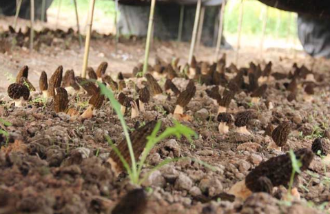 云南东旺乡上游村计划种植羊肚菌100多亩，促进农民增收致富