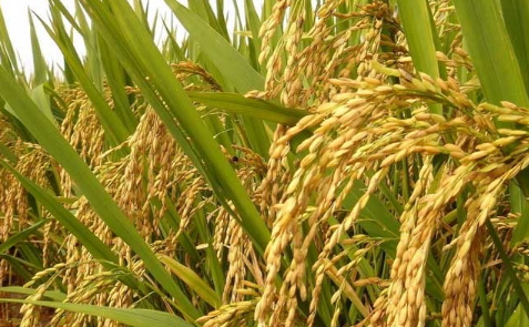 云南施甸：水稻种植进入全程机械化生产状态