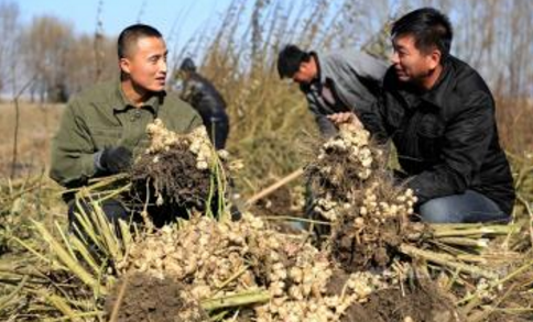 山东：滨州市田家村发展菊芋种植，实现丰收观光两增收