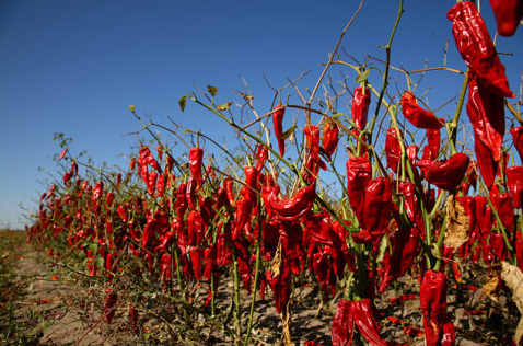 内蒙古：白音他拉苏木2000亩红干椒喜获丰收
