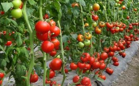 南非农业部：虫害爆发，严重威胁当地番茄种植业