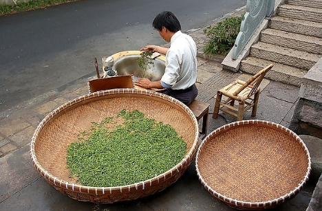 广东揭阳炒茶出口泰国，“首登”国际市场 
