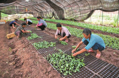 贵州凤冈：发展秋菜种植，促进农庭增收
