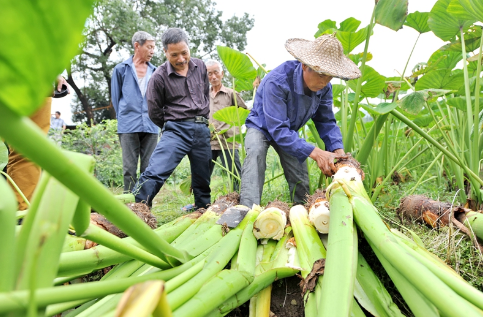 江西永丰县发展槟榔芋种植300余亩，助力贫困户脱贫