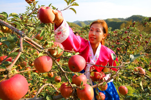 河北省平乡县：苹果喜获丰收，果农笑红脸