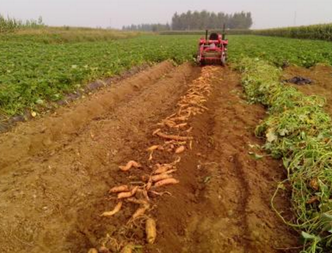 山西：垣曲县墨山底村规模种植红薯400亩，一村一业为农致富