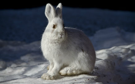 獭兔母兔怎样繁殖？饲料如何配比？