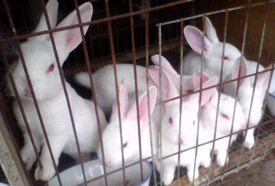 怎样养兔风险小？如何应对低迷的养兔市场？