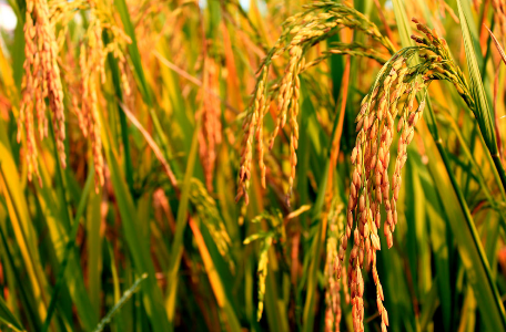 福建两系杂交水稻制种取得新突破