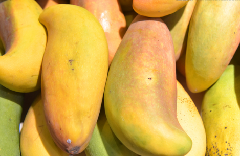 海南三亚：专家为种植户制定“致富计划”，芒果树上结出“致富果”