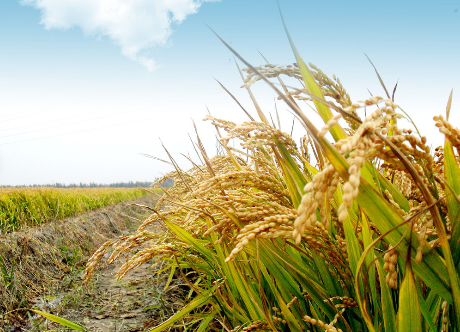 福建永安市建立24个省级水稻新品种鉴定筛选品种