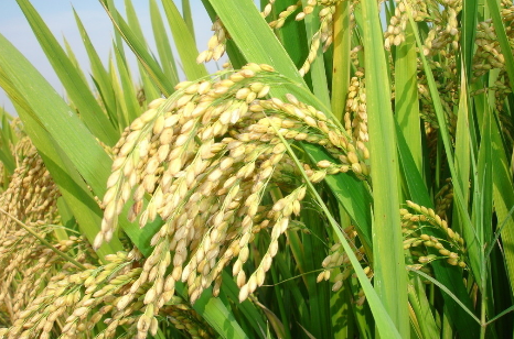 浙江嘉兴水稻喜获丰收，亩产量实现新突破
