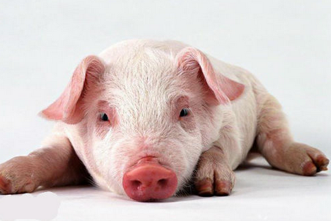 2016年养猪赚钱吗？