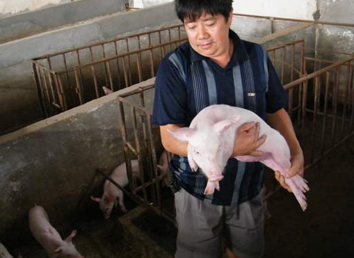 怎样养猪更赚钱？