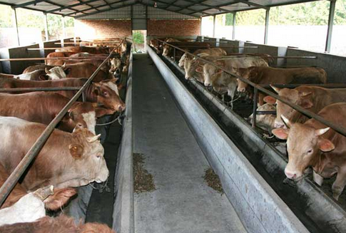 养肉牛利润有多少？