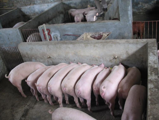 2016年福建省生猪最新价格