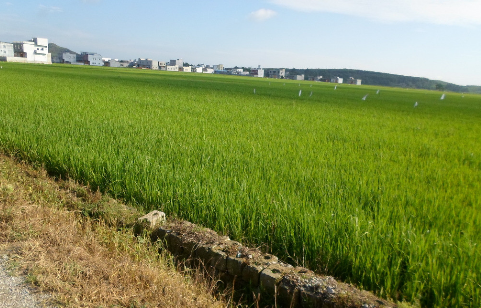 稻田养殖