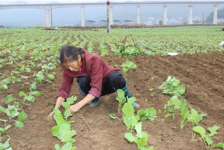 江西横峰县：指导农民抢抓农时进行油菜移栽，营造观光“花海”
