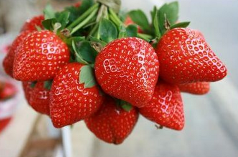 福建：永定县大溪乡草莓将于春节期间大量上市
