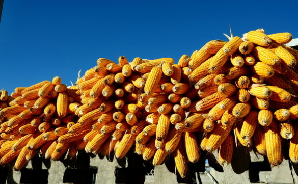 河南焦作市秋季玉米单产再创历史新高，领跑全国