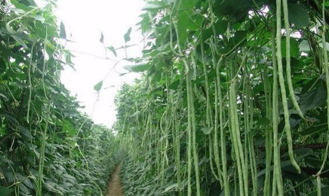 贵州威宁县引进大棚豇豆种植，促进农户增收致富