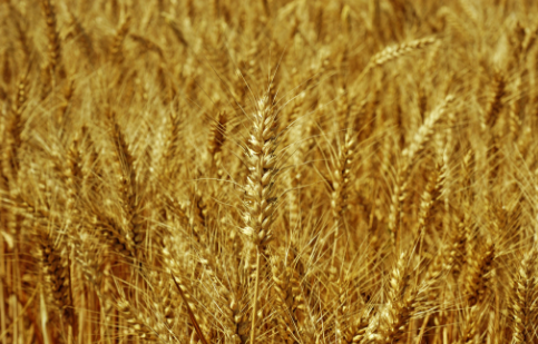 甘肃华亭开展小麦新品种试验示范种植
