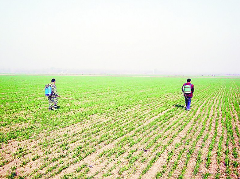 河北望都县组织进行小麦喷药灭草冬管作业