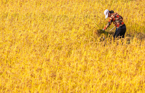 江苏宿迁：已收割水稻297万亩，进度达到92%