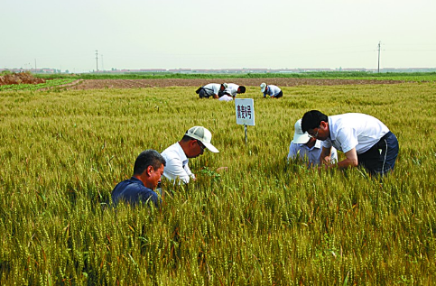 山东省7个小麦新品种通过审定
