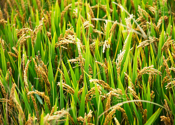 菲律宾水稻产量或跌至3年来最低水平